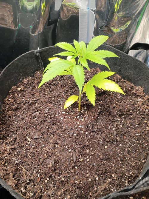 First grow. Week 5