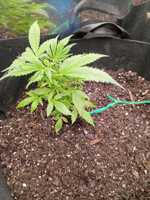 First grow. Week 5