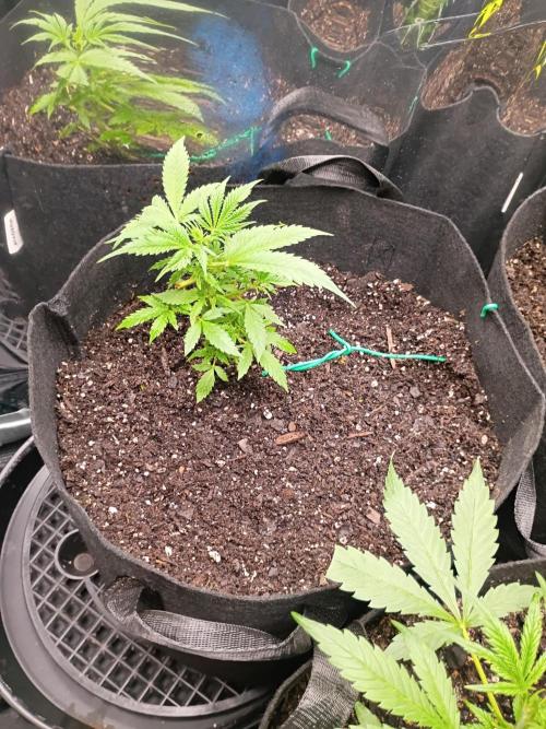 First grow. Week 5