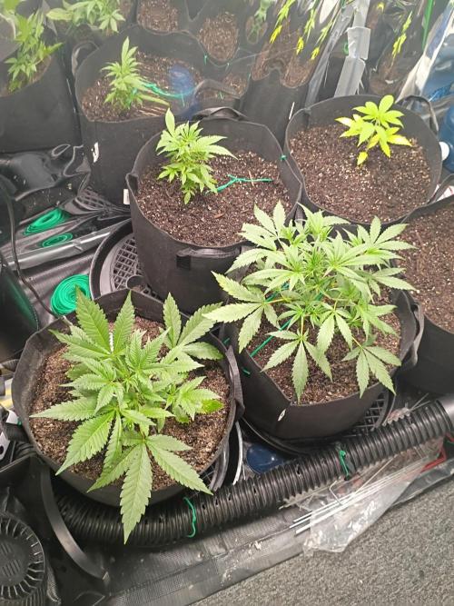 First grow. Week 5