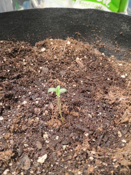 pluto cookies banana. Week 0