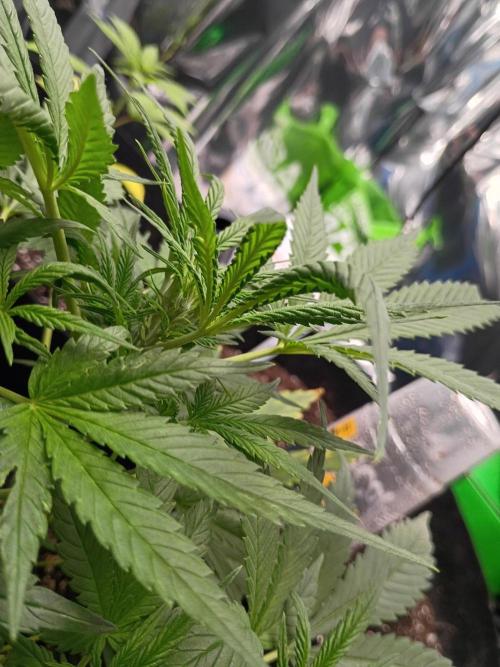 First grow