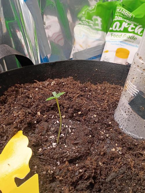 pluto cookies banana. Week 1