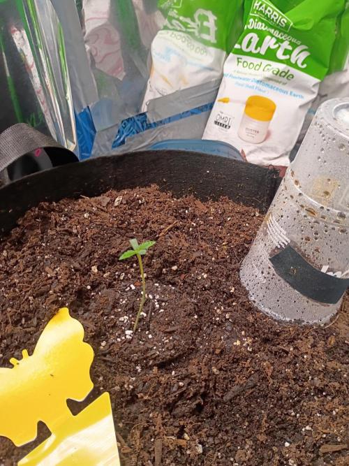 pluto cookies banana. Week 1