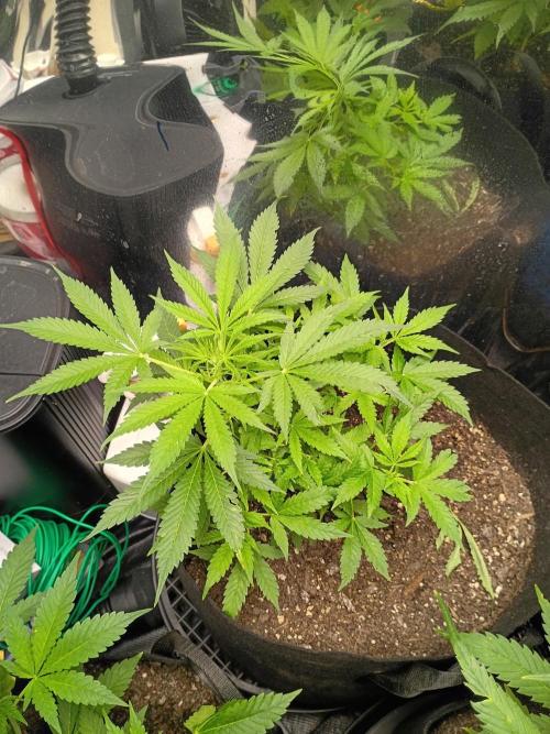 First grow. Week 6