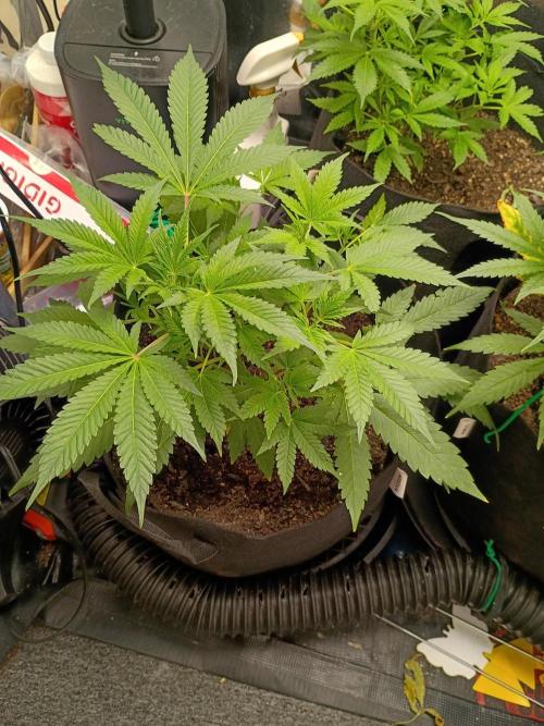 First grow. Week 6