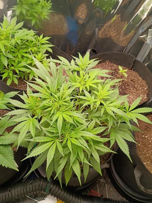 First grow. Week 6