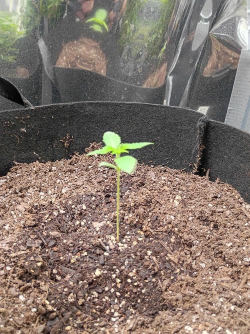 pluto cookies banana. Week 2 - pluto
