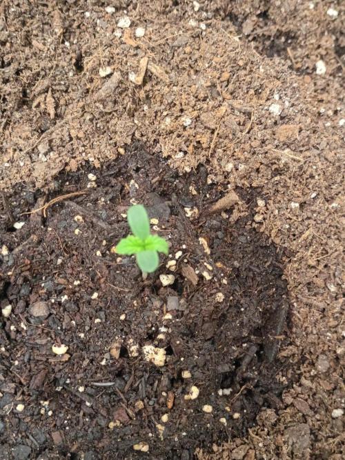 pluto cookies banana. Week 2 - gca3