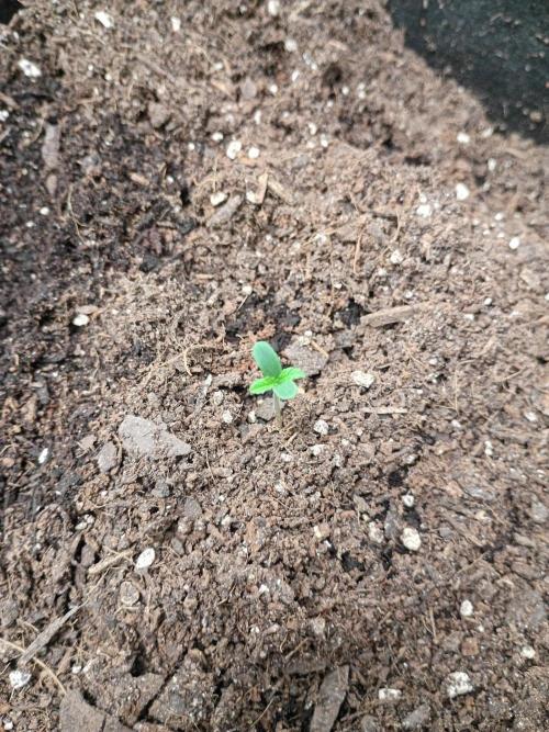 pluto cookies banana. Week 2 - g3 out of the ground Wends September 30th/ 1:24pm