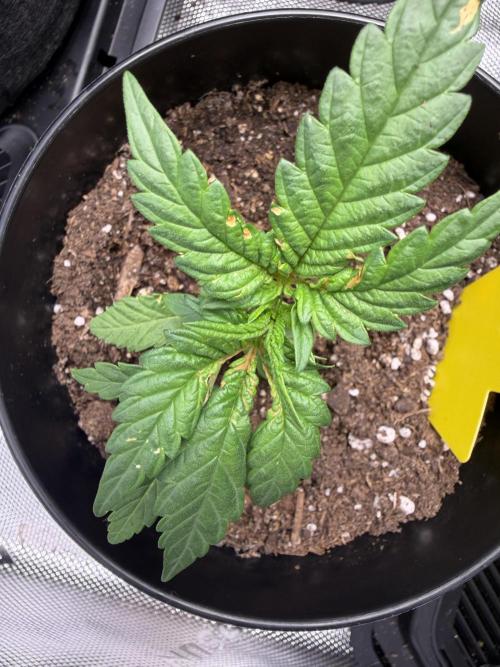Jerry. Week 2