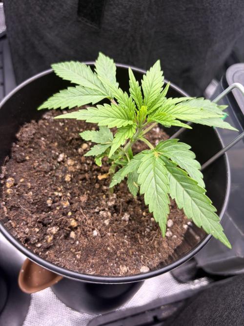 Jerry. Week 2