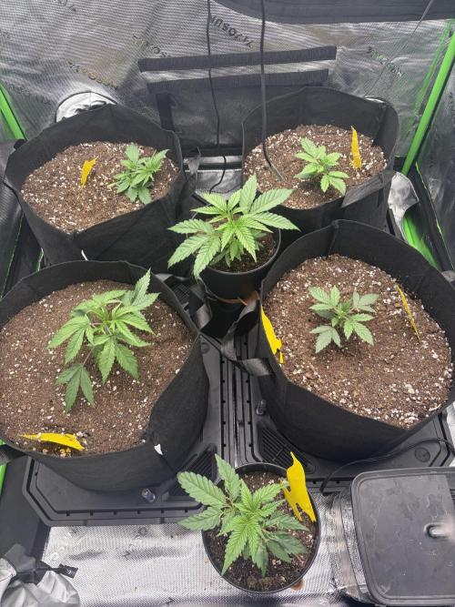 Jerry. Week 3
