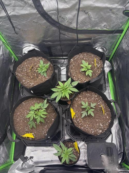 Jerry. Week 3