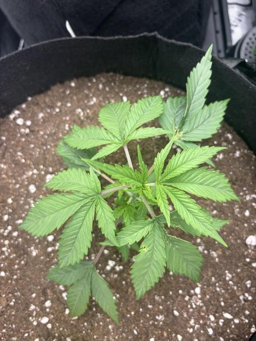 Jerry. Week 3