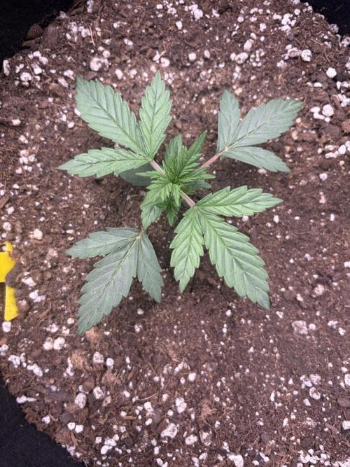 Jerry. Week 3