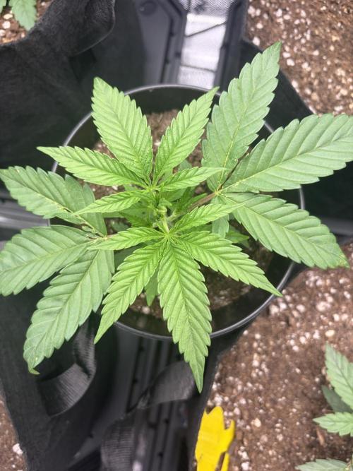 Jerry. Week 3