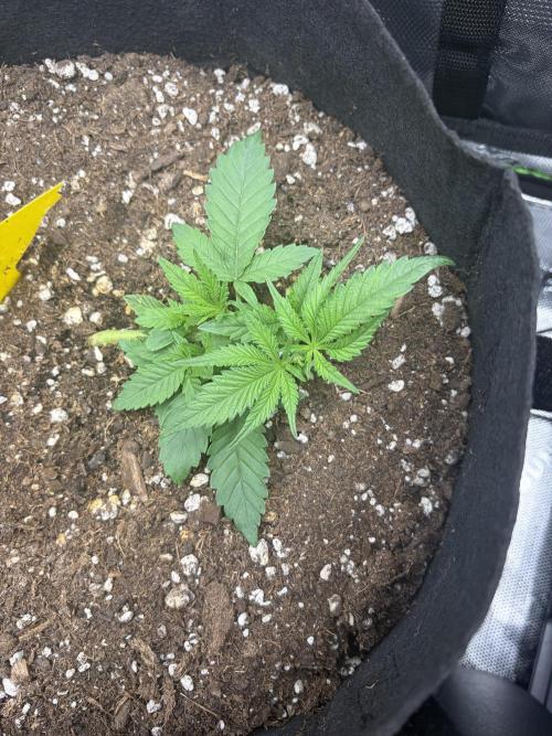 Jerry. Week 3