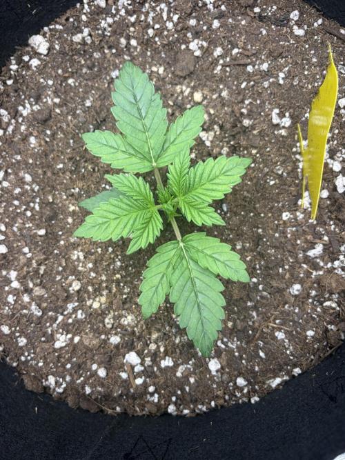 Jerry. Week 3