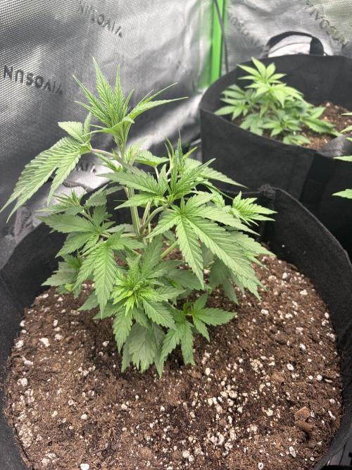 Jerry. Week 4