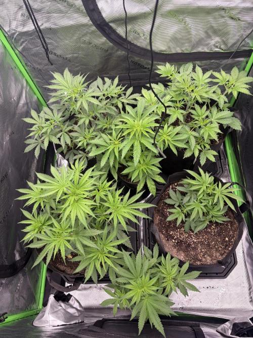Jerry. Week 1
