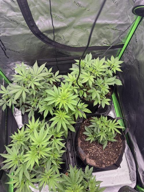 Jerry. Week 1