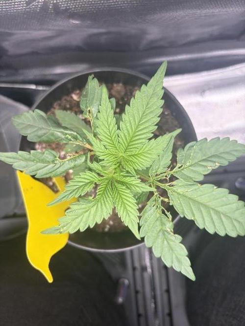 Jerry. Week 3