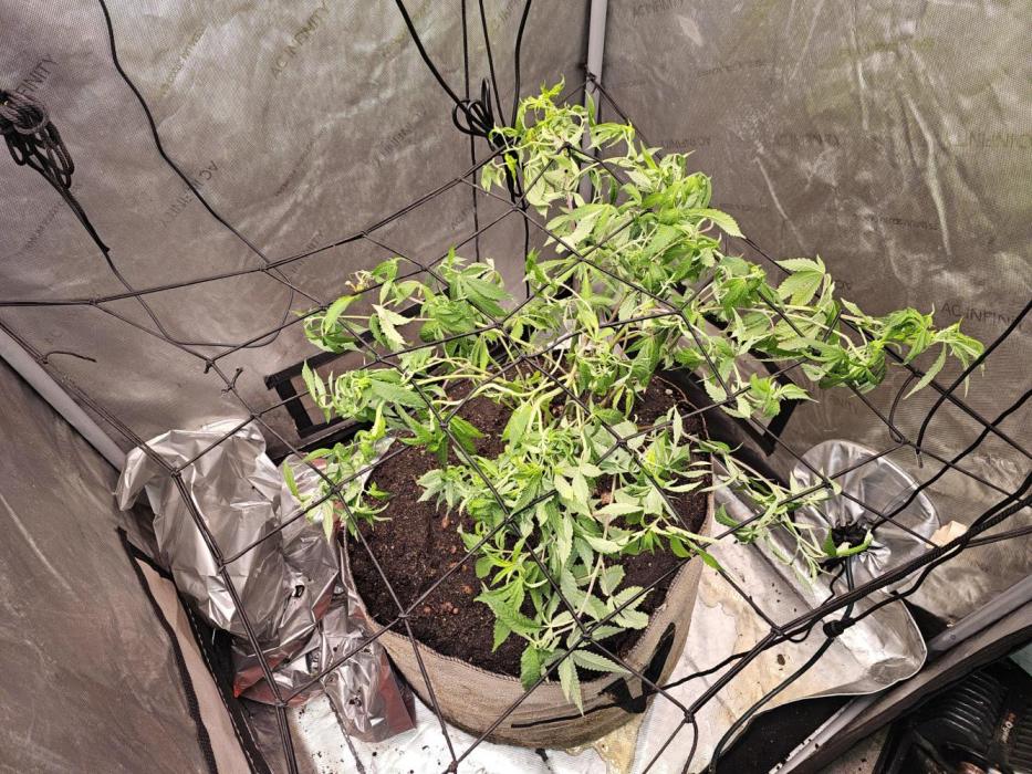 Cherries Jubilee. Week 1 - transfer to tent