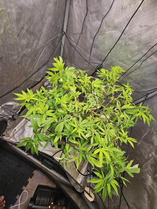 Cherries Jubilee. Week 3 - settling into the new pot well... GROWTH