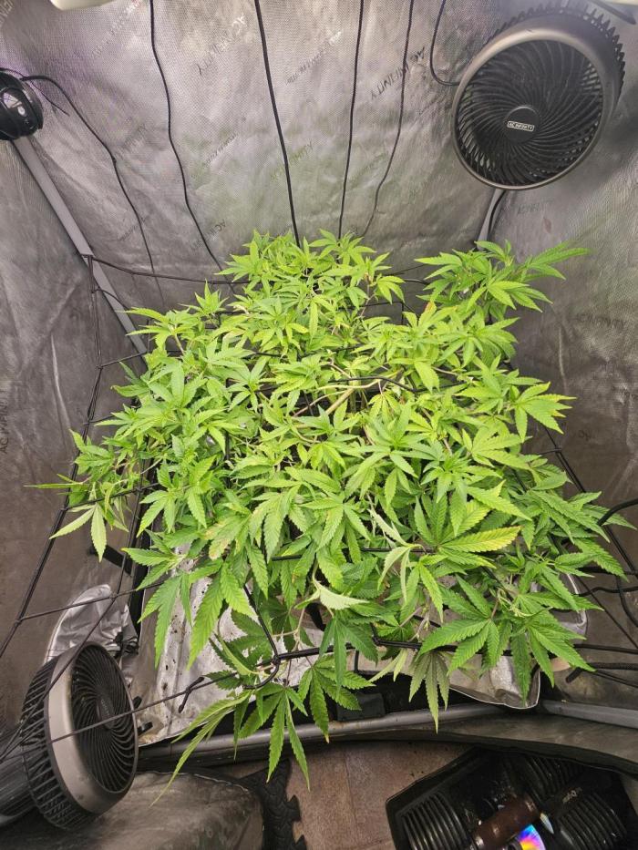 Cherries Jubilee. Week 4 - dense growth 