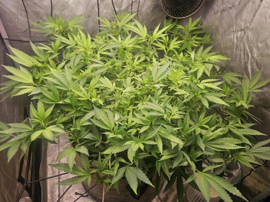 Cherries Jubilee. Week 6 - explosive growth 