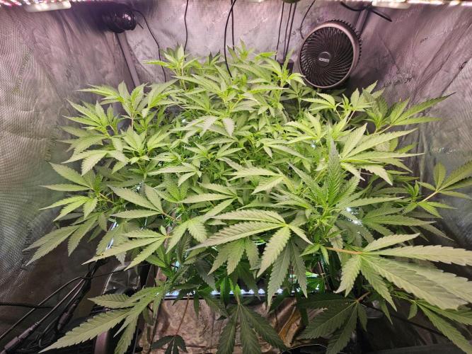 Cherries Jubilee. Week 7 - defoliation 