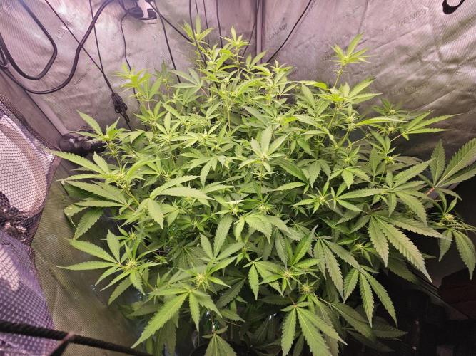 Cherries Jubilee. Week 7