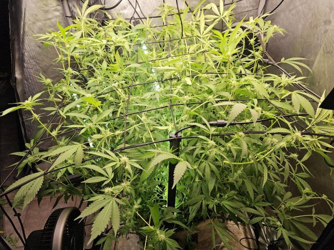 Cherries Jubilee. Week 8