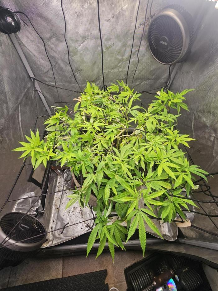 Cherries Jubilee. Week 2