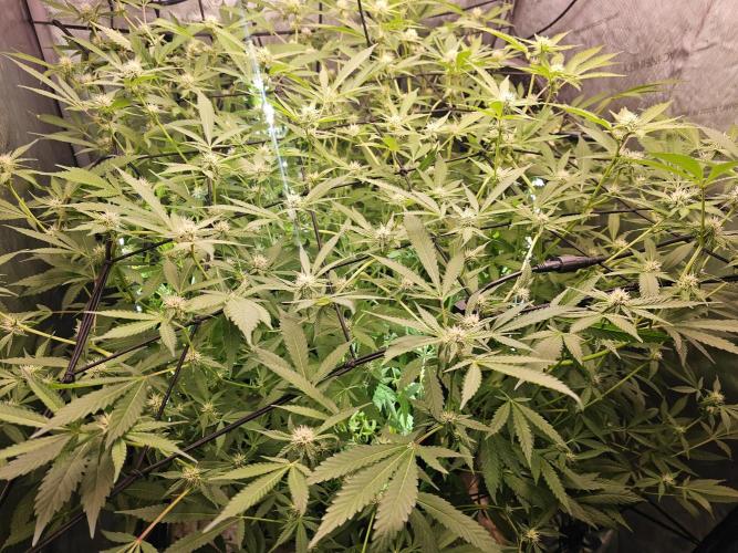 Cherries Jubilee. Week 9