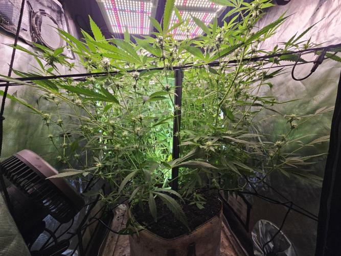 Cherries Jubilee. Week 9