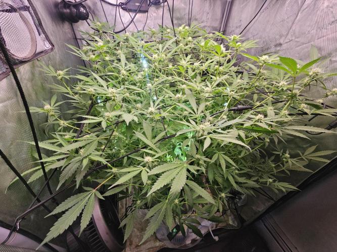 Cherries Jubilee. Week 9