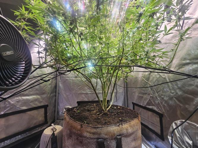 CLOUDLAB 733, Advance Grow Tent 3x3. Week 11