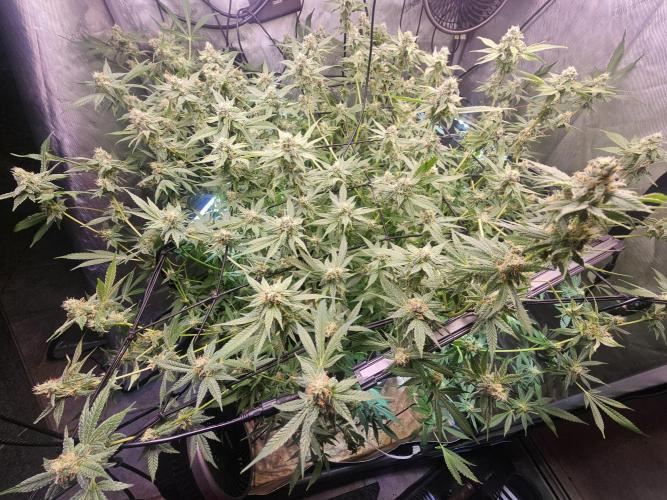 CLOUDLAB 733, Advance Grow Tent 3x3. Week 11