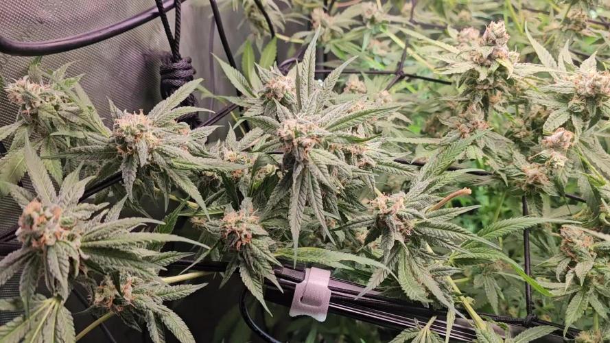 CLOUDLAB 733, Advance Grow Tent 3x3. Week 12