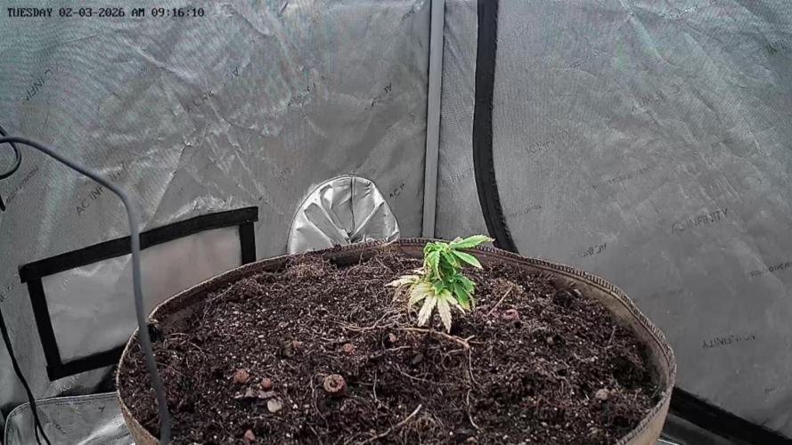 CLOUDLAB 733, Advance Grow Tent 3x3. Week 0