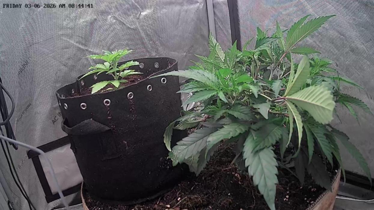 Pineapple Chunk. Week 1