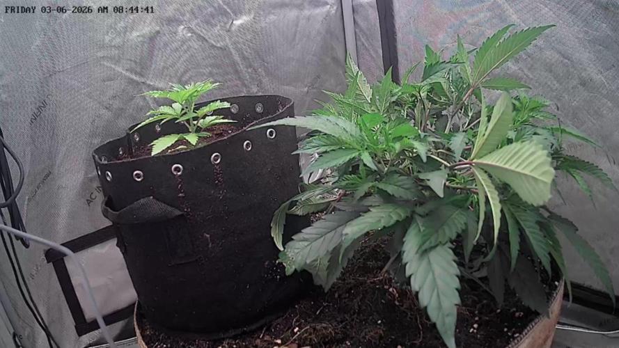 CLOUDLAB 733, Advance Grow Tent 3x3. Week 1