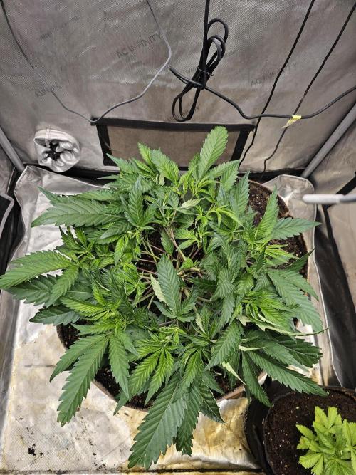 CLOUDLAB 733, Advance Grow Tent 3x3. Week 2