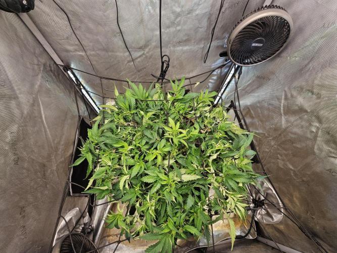 Pineapple Chunk. Week 3