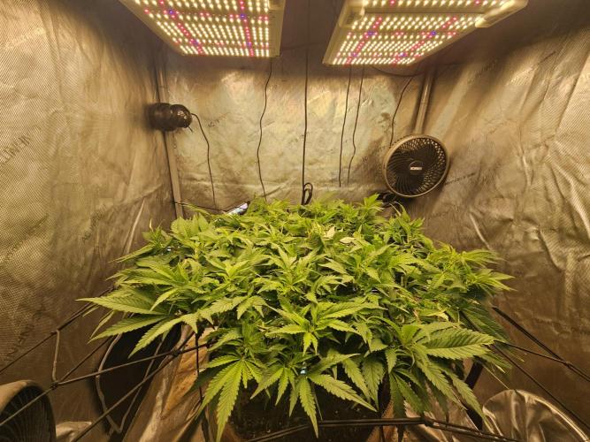 Pineapple Chunk. Week 4