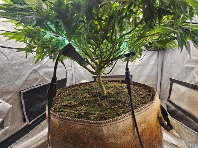 Pineapple Chunk. Week 4