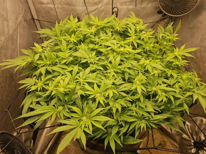 Pineapple Chunk. Week 4