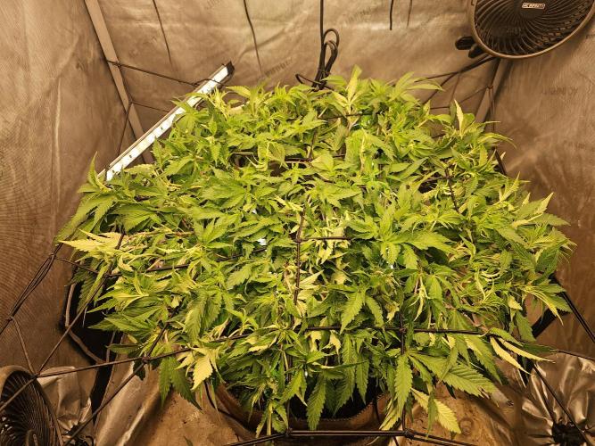 Pineapple Chunk. Week 3